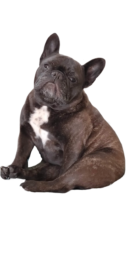 a picture of a French Bulldog, Tofu, who is our company mascot. She is sitting upright and facing the viewer with a stoic expression.